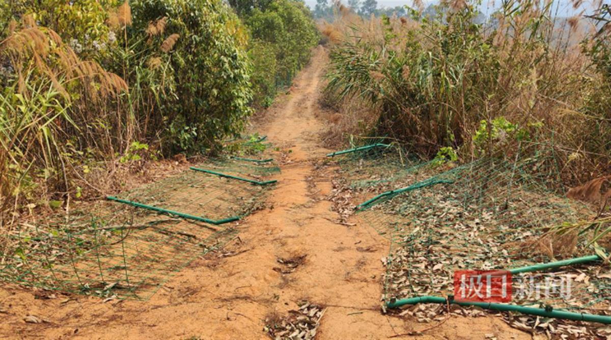 柚子基地中被野象破坏的防护网 此前极目新闻记者实拍.png