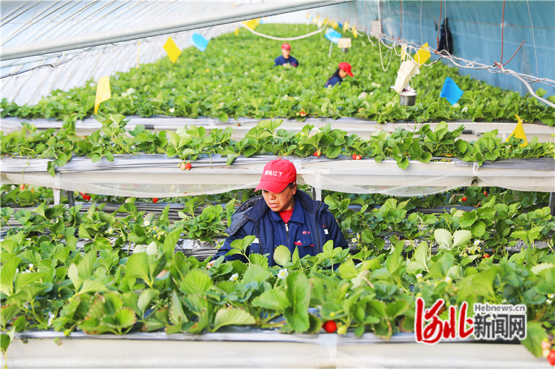 1月13日，河北省张家口市桥东区东望山乡元子河村“樱桃红了”智慧农场里，村民在采摘草莓。
