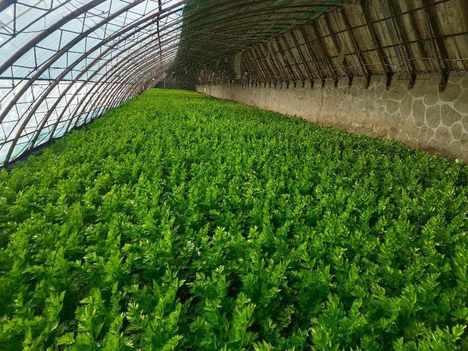 阿克塞走上致富“羊”关道 奏响特色养殖牧羊曲