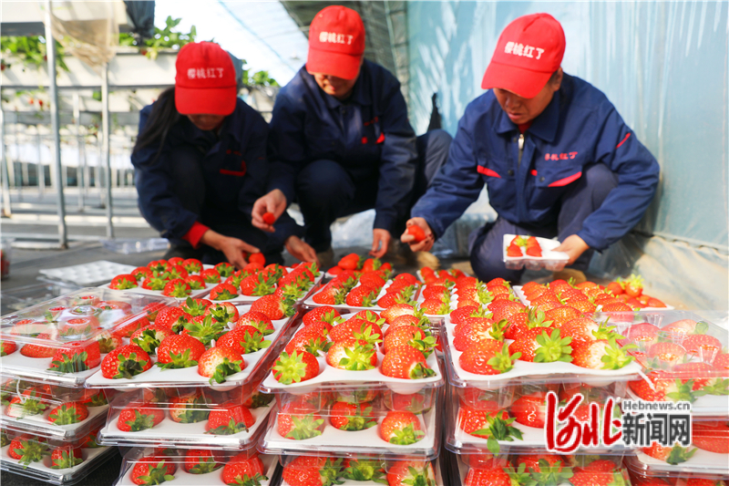 1月13日，河北省张家口市桥东区东望山乡元子河村“樱桃红了”智慧农场里，村民在包装草莓。