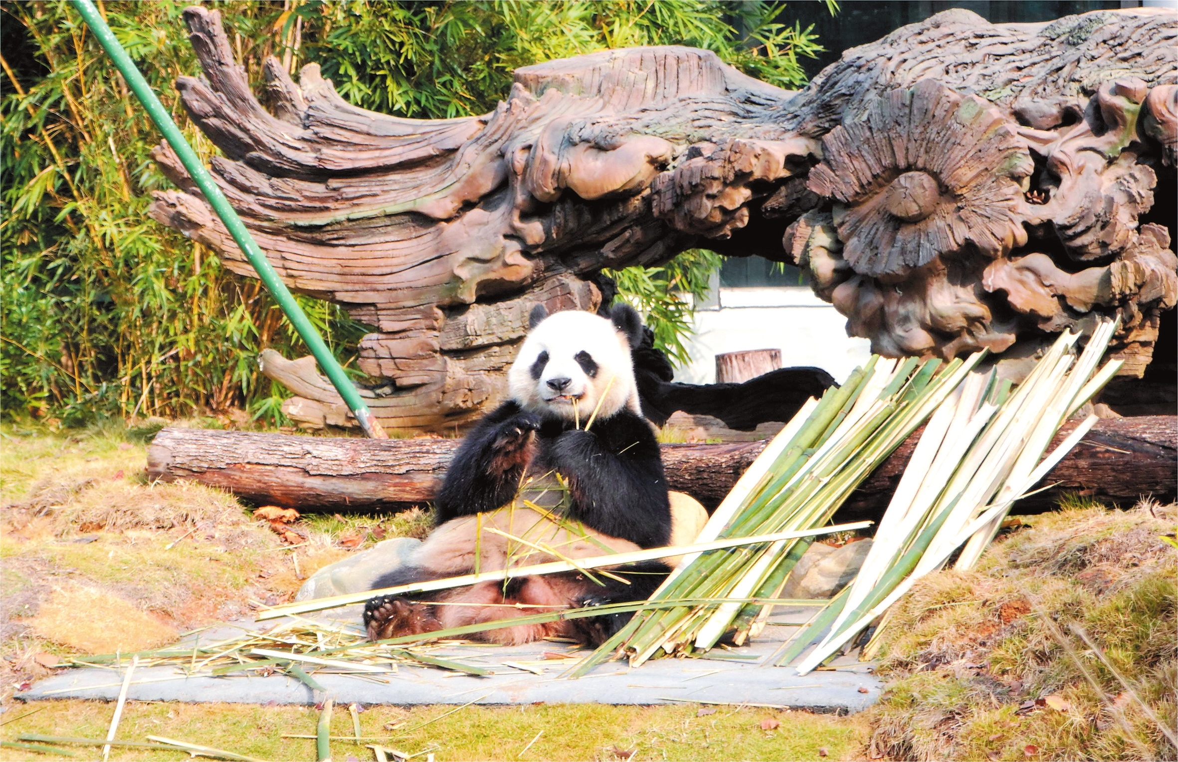 ▶憨态可掬的大熊猫。