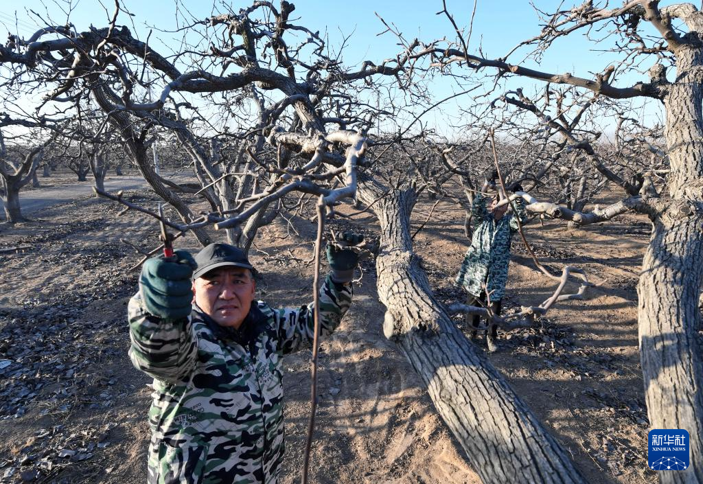 1月16日，河北省晋州市周家庄乡第七生产队的果农在梨园内剪枝。