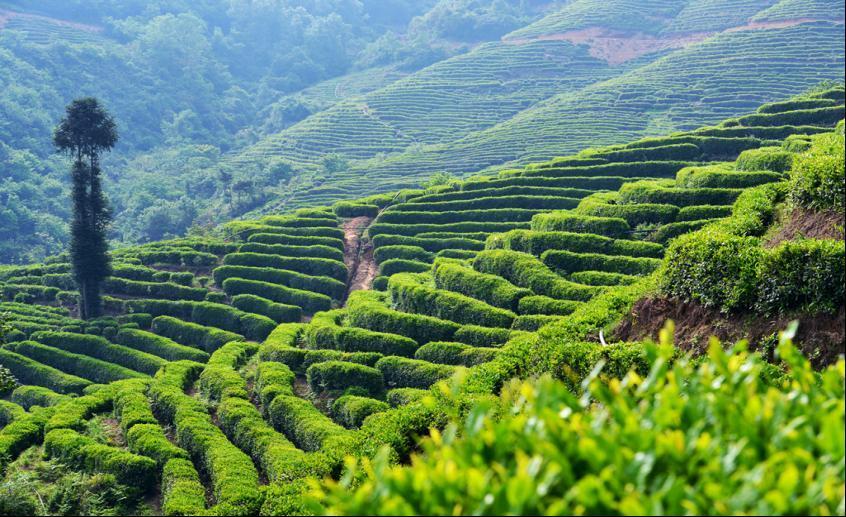 全国十大魅力茶乡风光