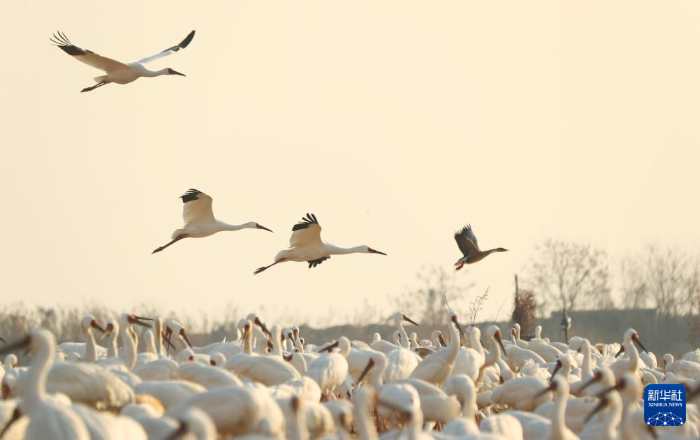 这是1月12日在江西上饶市余干县白鹤洲拍摄的候鸟。
