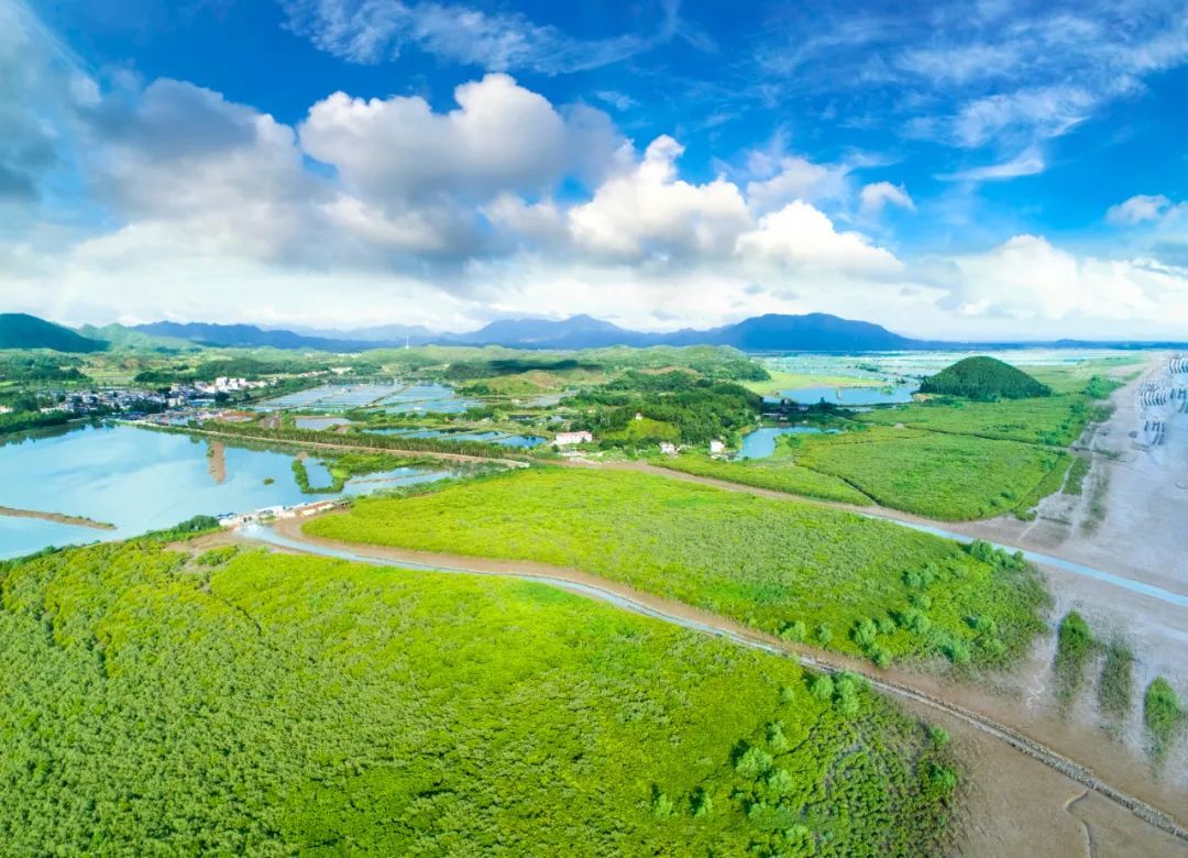 台山镇海湾红树林湿地是极为珍贵的“物种基因库”和鸟类栖息地 图源台山市林业局