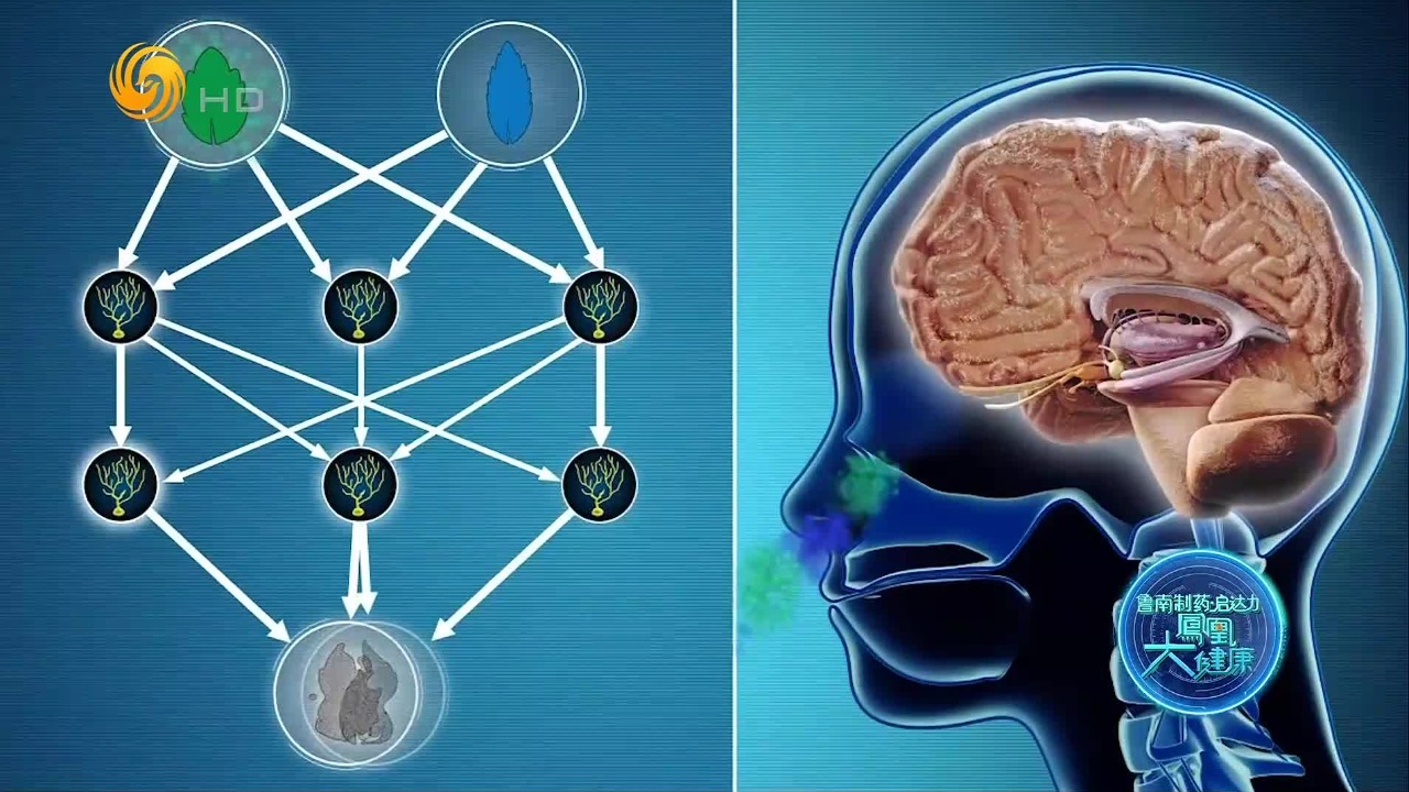 多味道刺激能激活神经细胞新生，甚至可以延缓大脑衰老