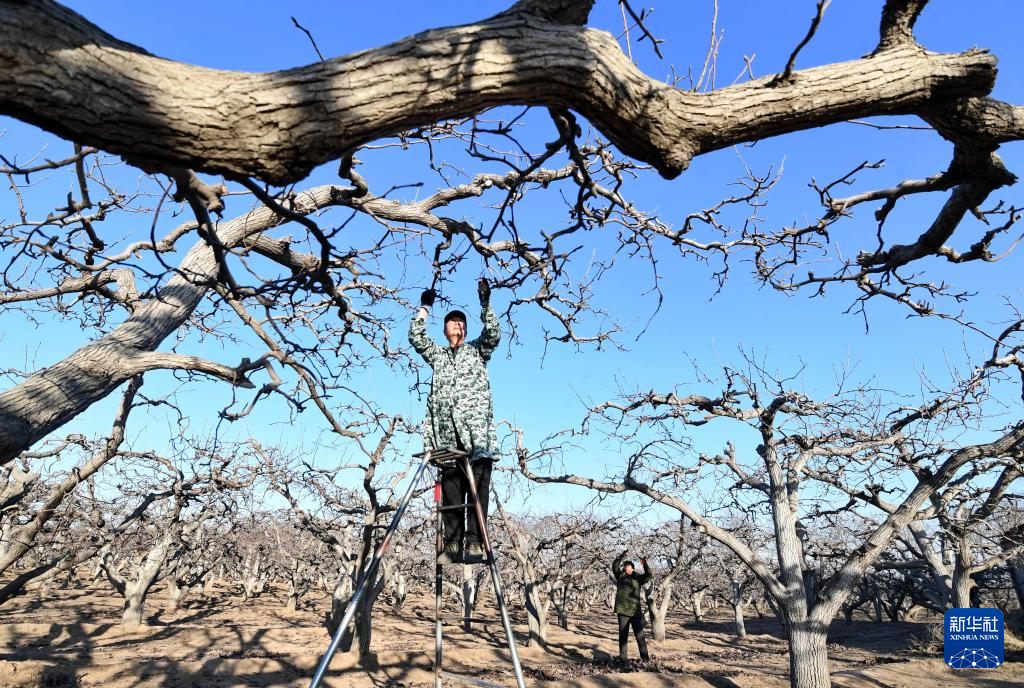 1月16日，河北省晋州市周家庄乡第七生产队的果农在梨园内剪枝。