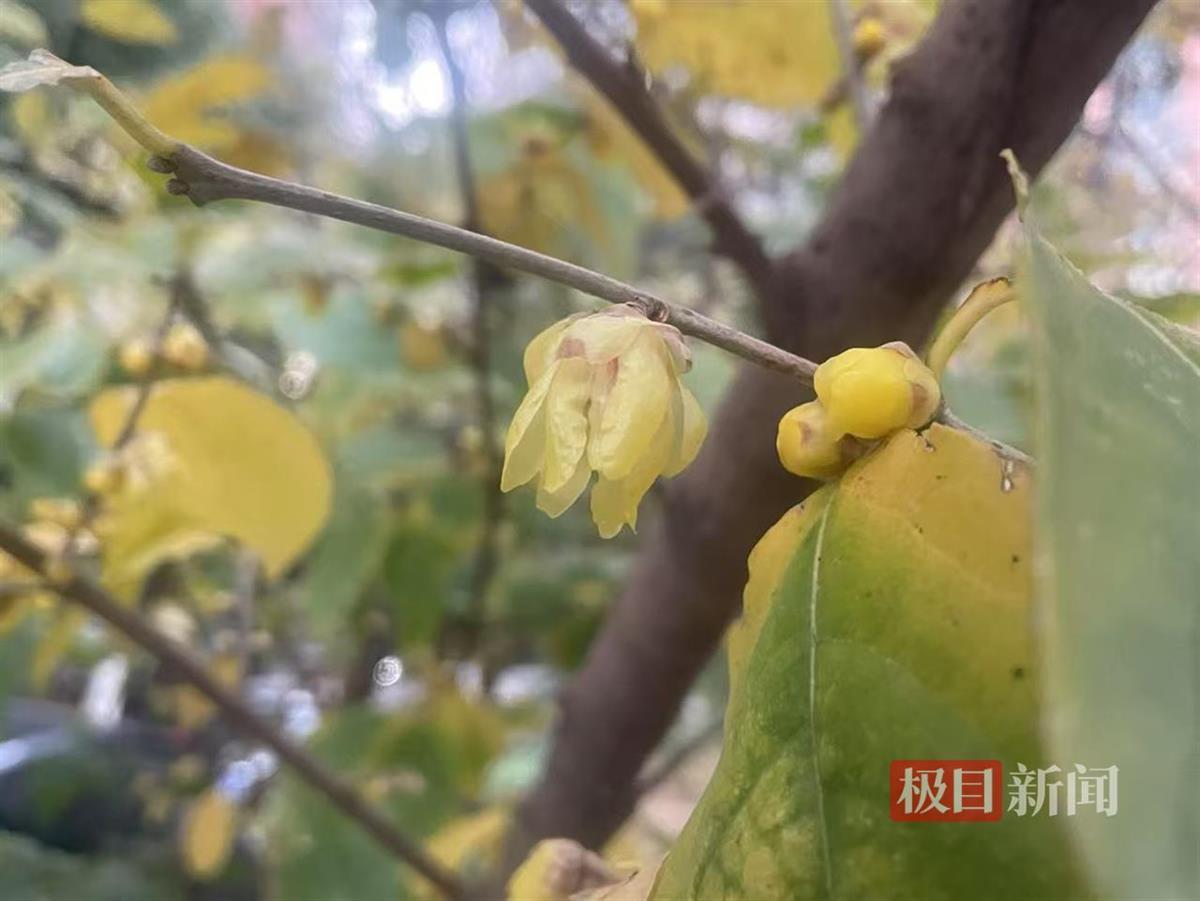 蜡梅初开，还有叶片是绿的