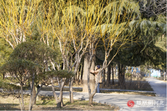 裕西公园内绿植