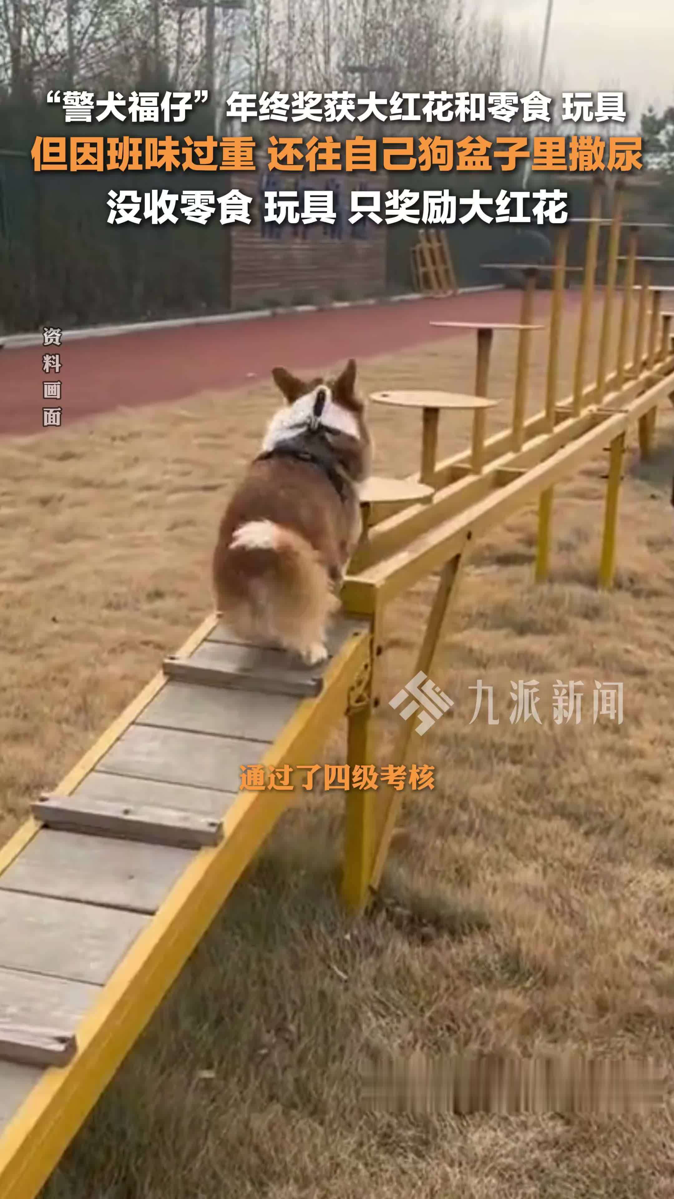 警犬福仔年终奖获大红花，但因班味过重、往狗盆撒尿，被没收零食、玩具