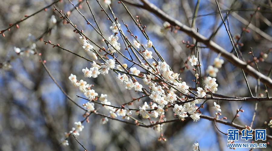 雪白的梅花爭妍斗艷。新華網(wǎng)發(fā) 嚴杰 攝