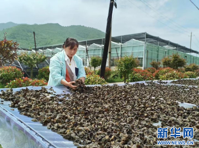 石红霞代表的乡村振兴逐梦路