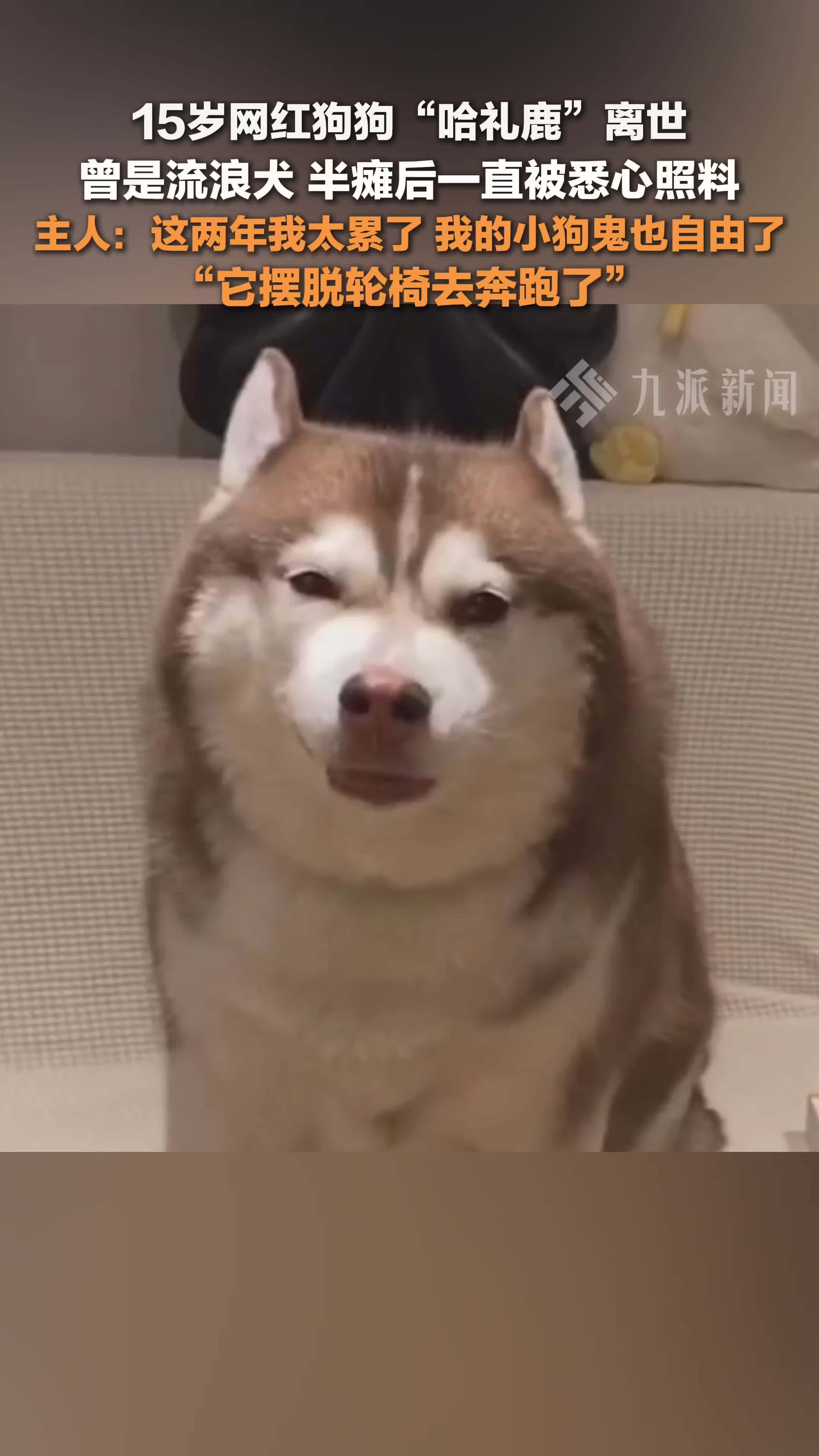 15岁网红狗狗哈礼鹿离世