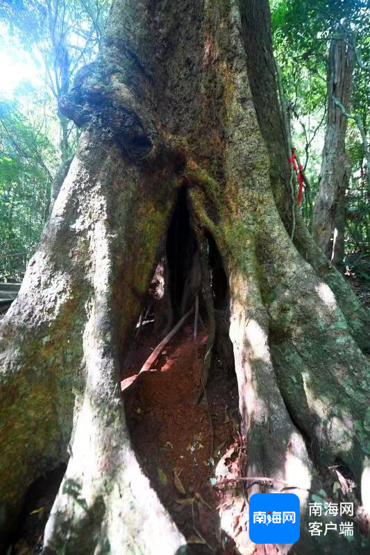 尖峰岭生长在鸣凤谷的通天大树,树高35米,胸径2米,树龄已达1000年。省林业局供图
