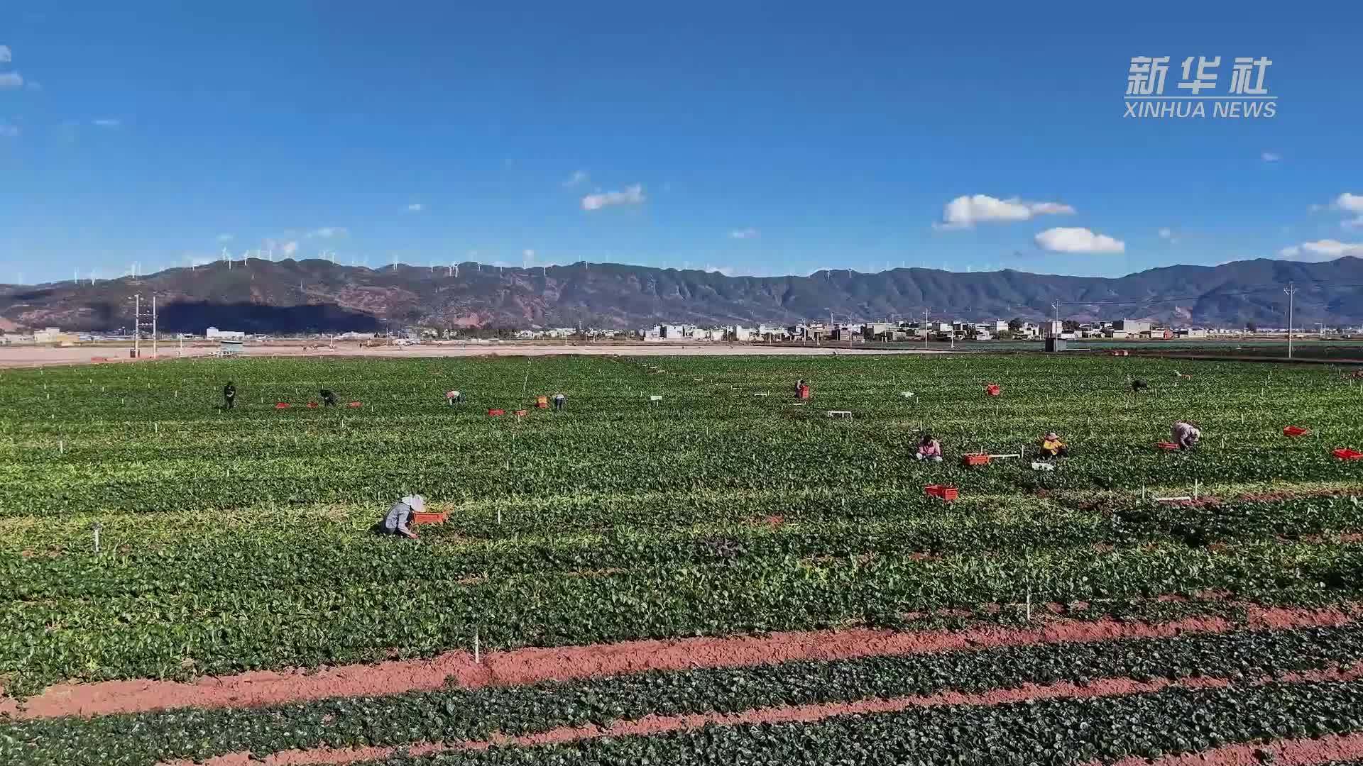 云南姚安：冬季有机蔬菜上市 保障春节市场供应