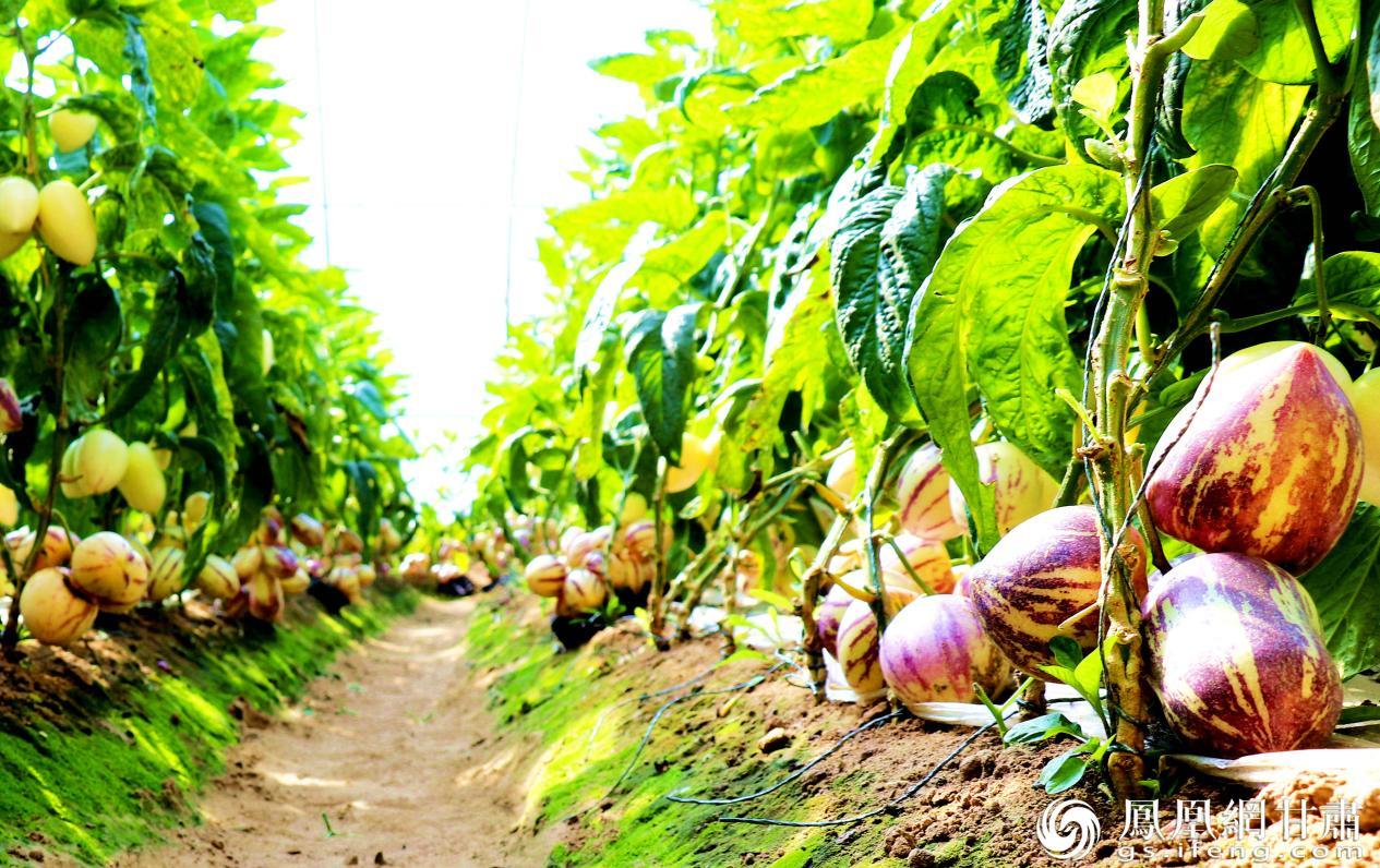 圆润饱满、色泽金黄的人参果令人垂涎欲滴　马爱彬　摄