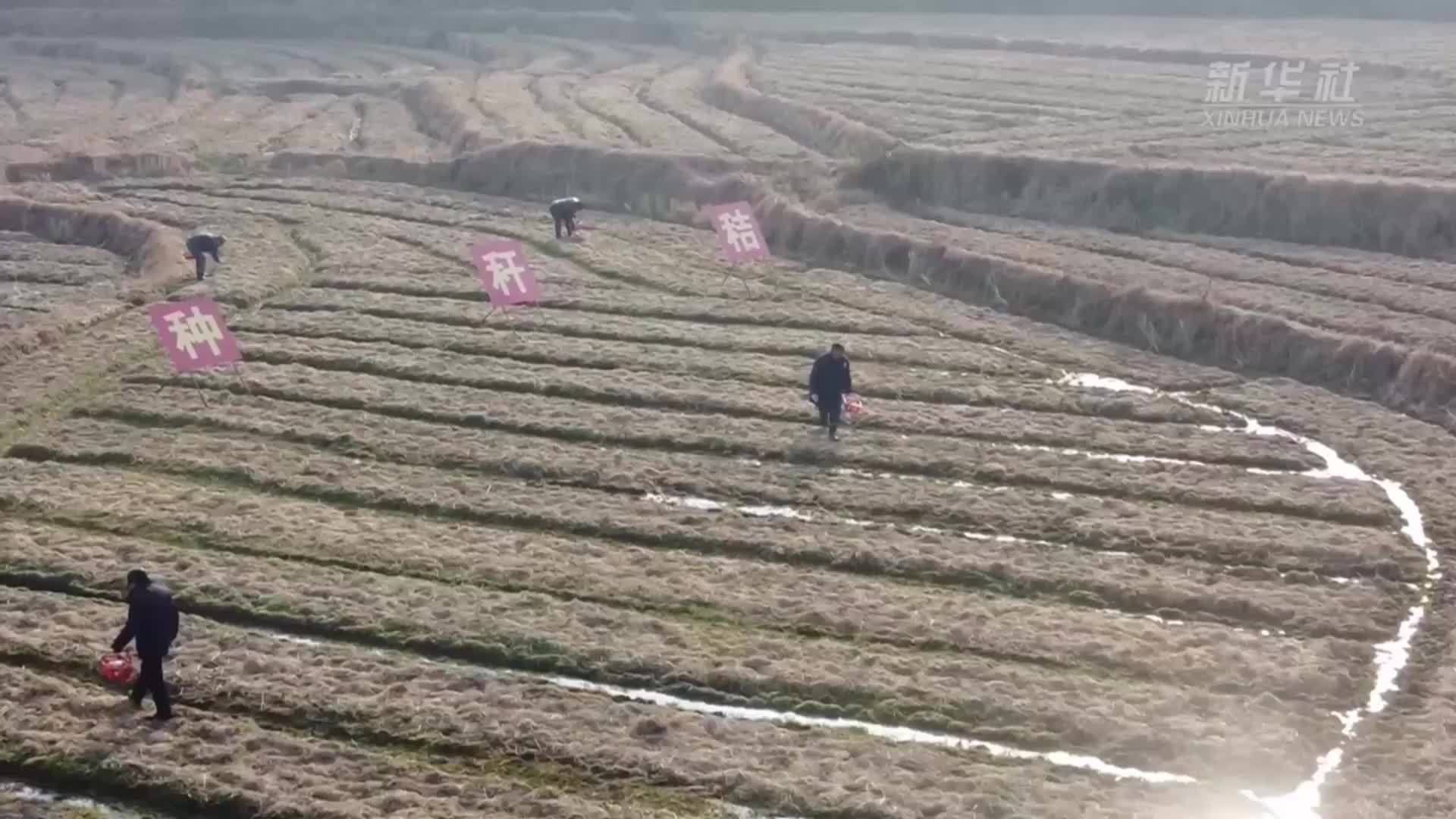 湖南益阳：“稻菇轮作”让“冬闲田”变“增收地”
