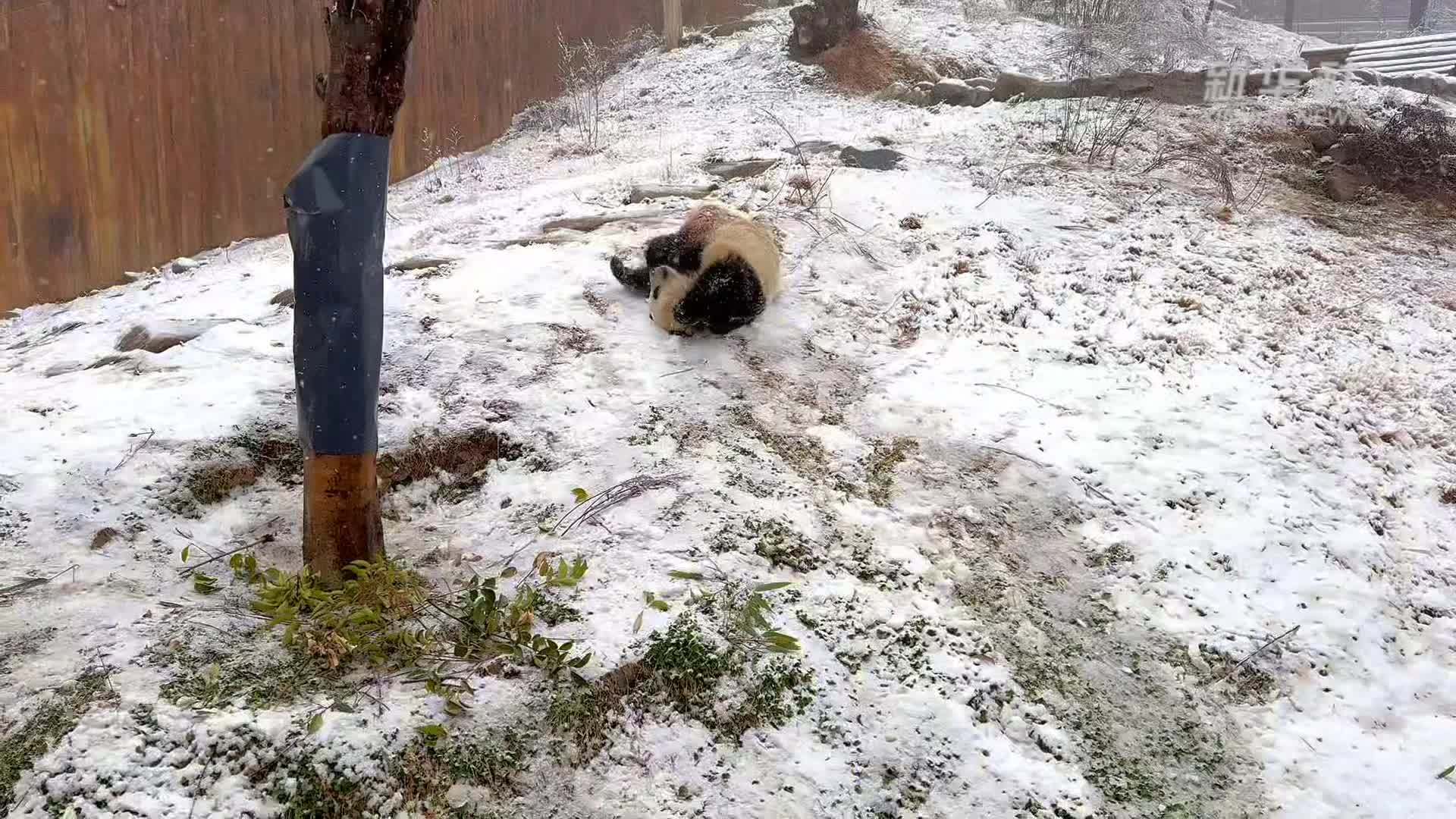 陕西汉中：秦岭大熊猫雪中花样整活