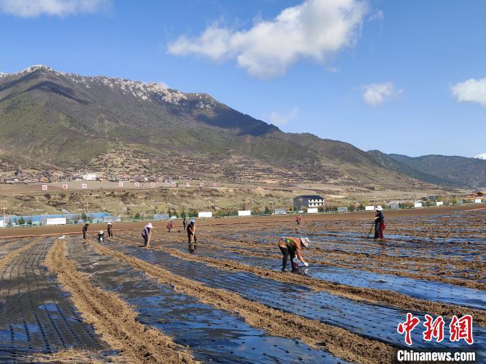 图为当地民众在四川省阿坝州松潘高原现代农业产业园播种重庆的蚕豆品种。松潘岷源农业发展有限公司 供图