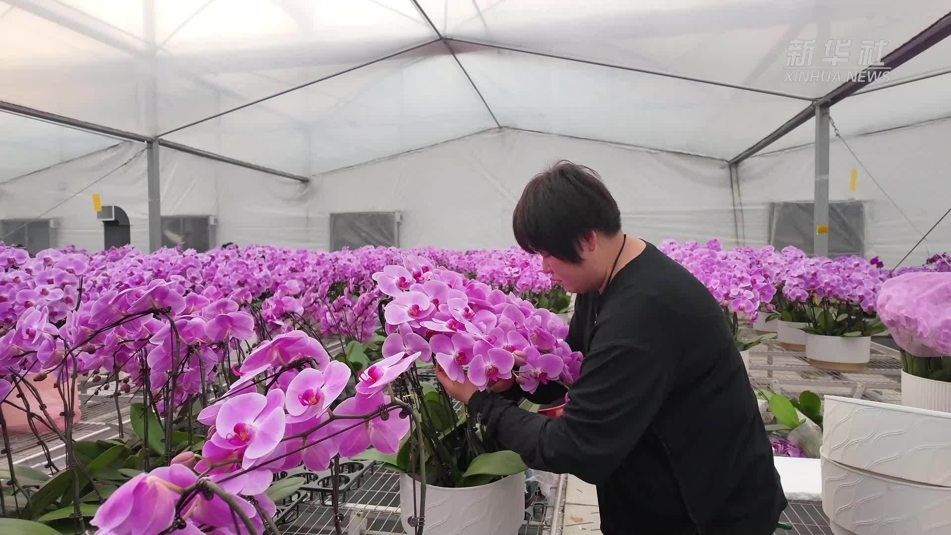 江苏宿迁：能源保供“花样经济”“蝴蝶”飞舞迎新春