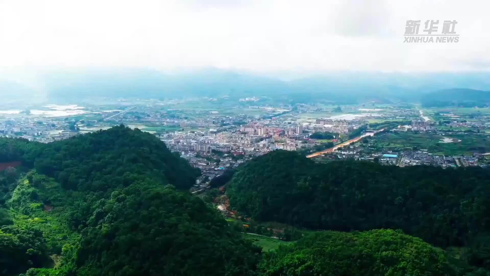 云南孟连牛油果走俏年货市场