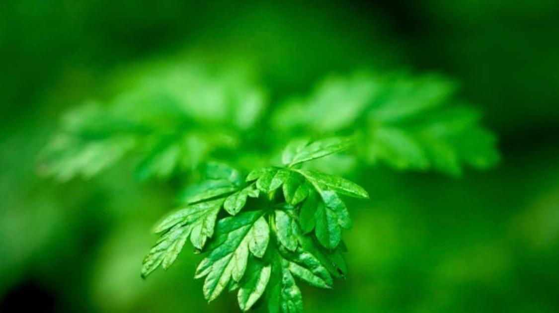 八马茶业冲刺港股上市？茶叶终于又要出上市公司了？