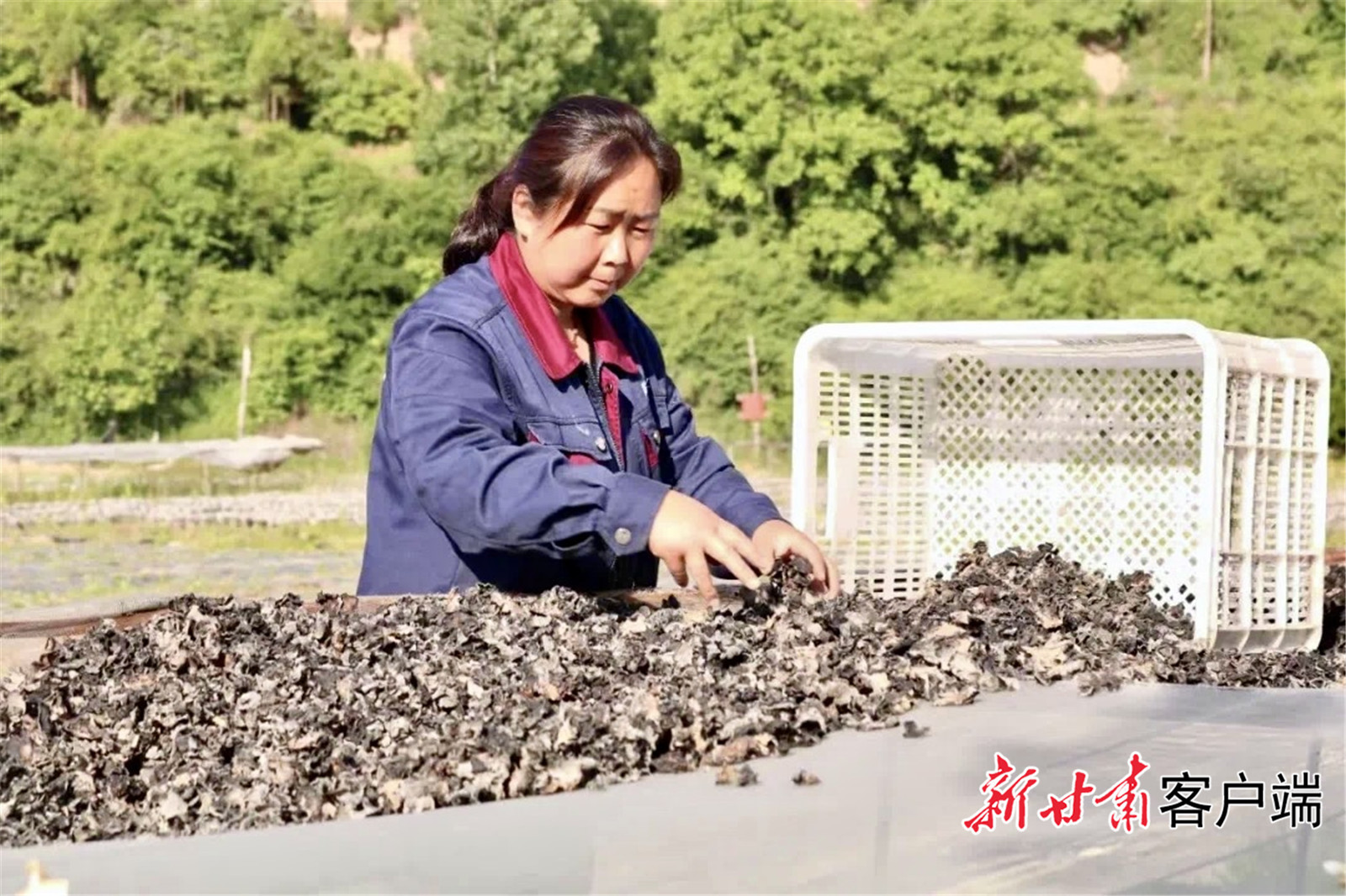 石红霞与丈夫返乡大力发展食用菌产业，目前已建成30个香菇大棚。（两当县委宣传部供图）