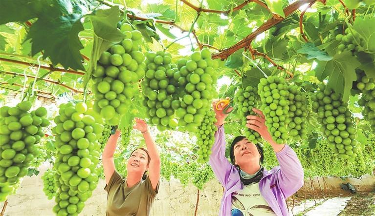2024年7月，张掖市甘州区党寨镇马站有机果蔬庄园百亩葡萄种植大棚内，种植农户正在采摘葡萄。新甘肃&middot;甘肃日报通讯员　王将　郭倩