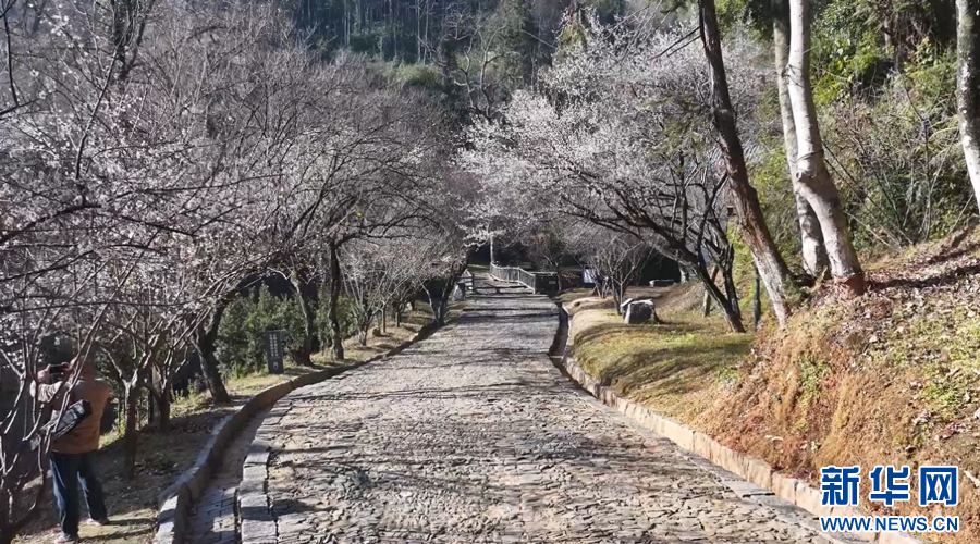 在大余縣梅關(guān)古驛道，漫山遍野的梅樹錯落有致。新華網(wǎng)發(fā) 嚴杰 攝