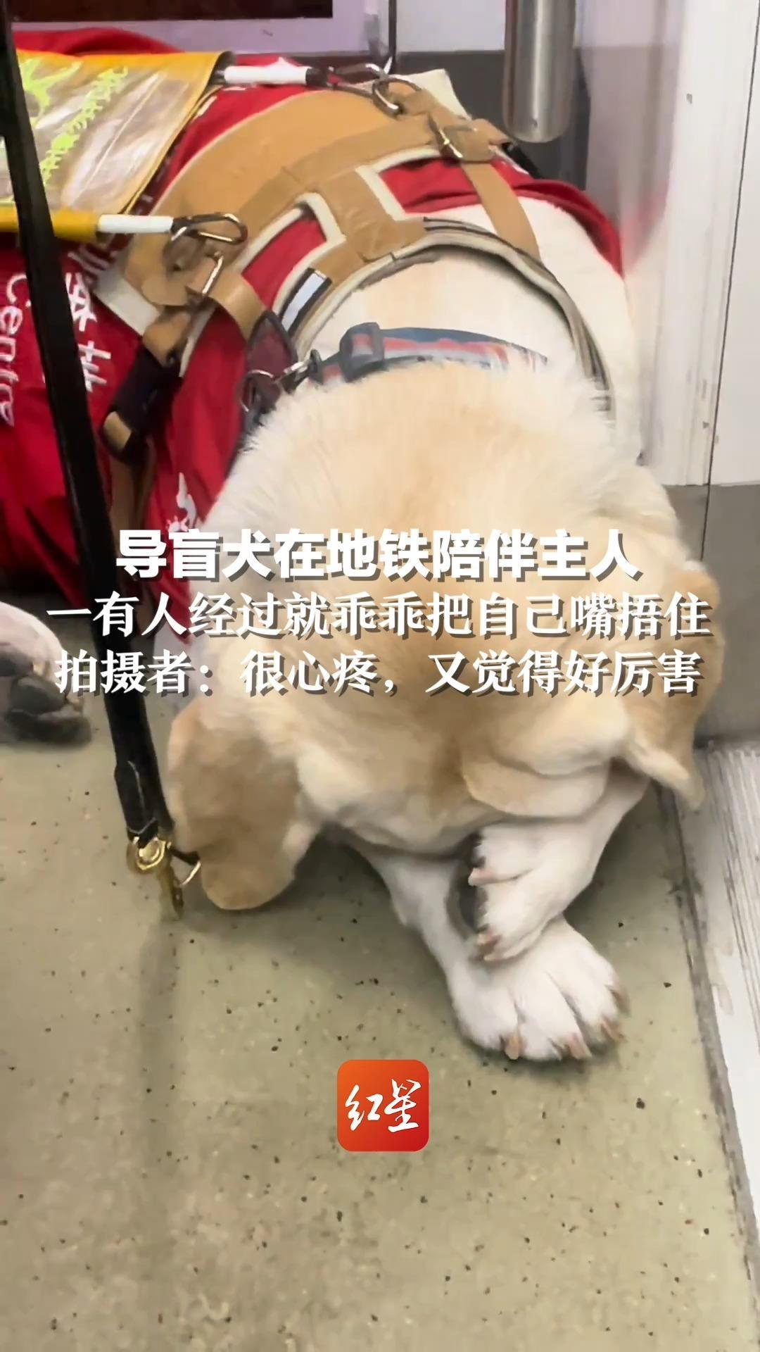 导盲犬在地铁陪伴主人，一有人经过就乖乖把自己嘴捂住，拍摄者：很心疼，又觉得好厉害