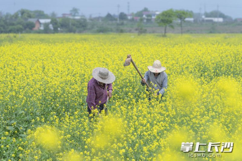 长沙严守耕地保护红线，开展生态修复治理。