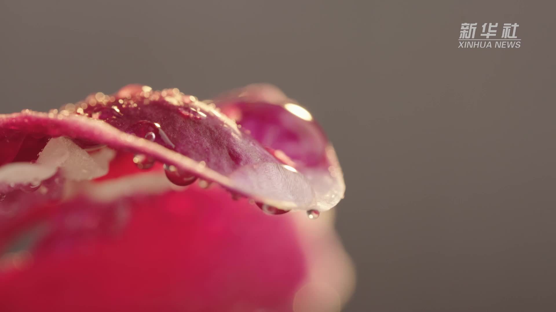 厦门四林村：“兰”香四溢“产业优”赋能乡村振兴