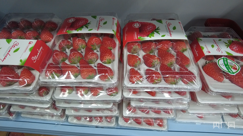 包装好的草莓（央广网记者 刘雨晴 摄）