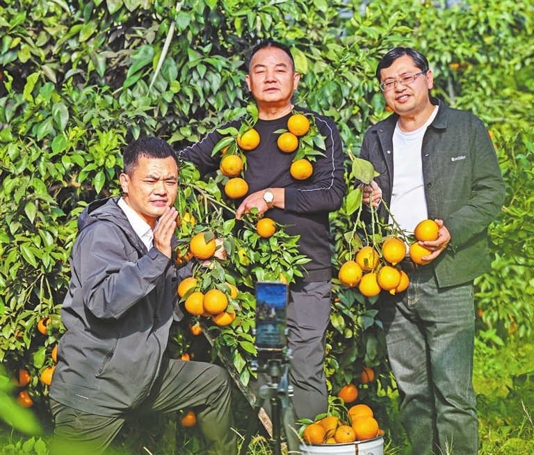 麻山鎮3名村支書在幸福村果凍橙種植基地助農直播。