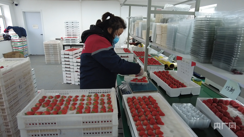 草莓分拣环节（央广网记者 刘雨晴 摄）