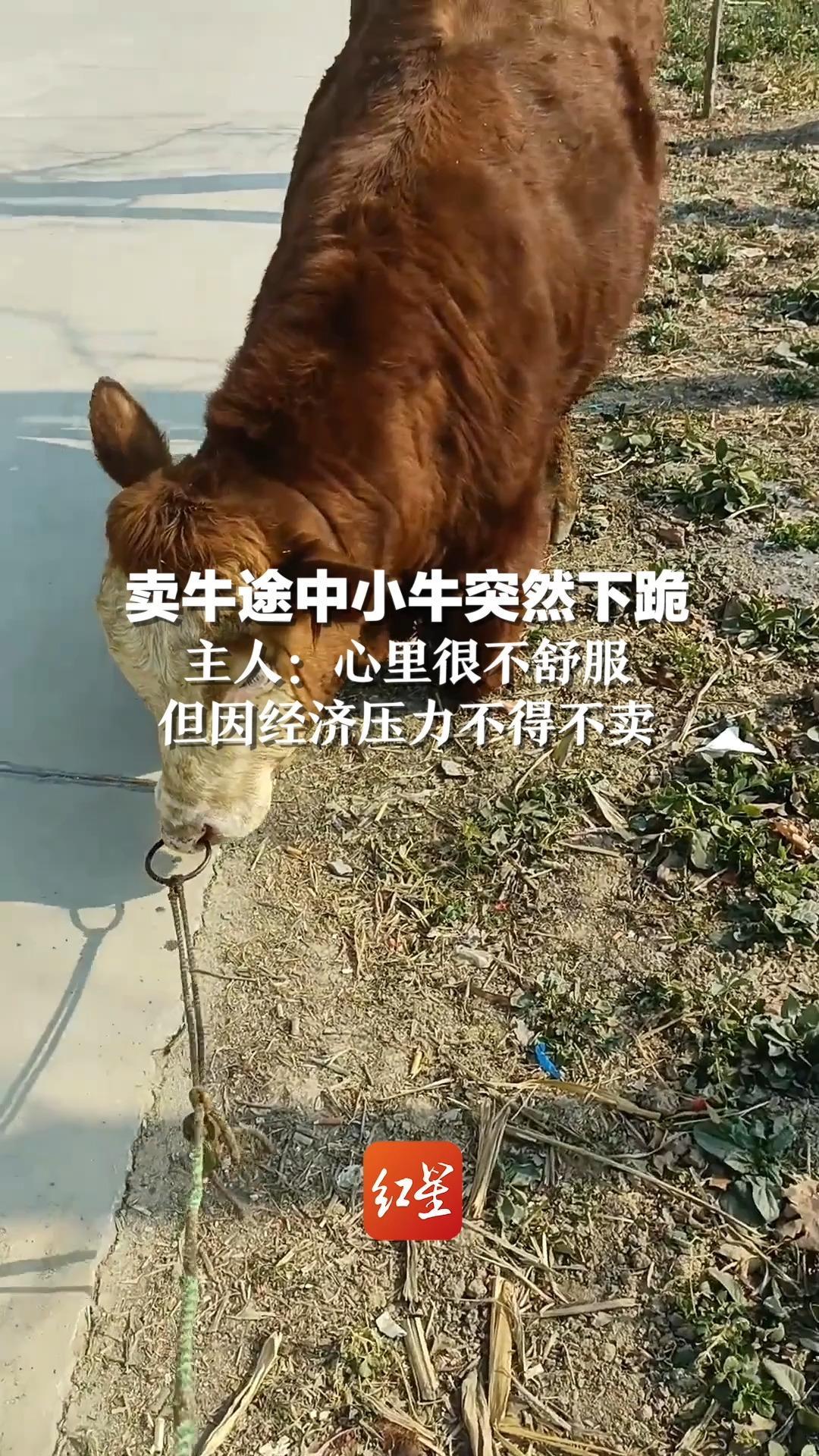 卖牛途中小牛突然下跪，主人：心里很不舒服，但因经济压力不得不卖