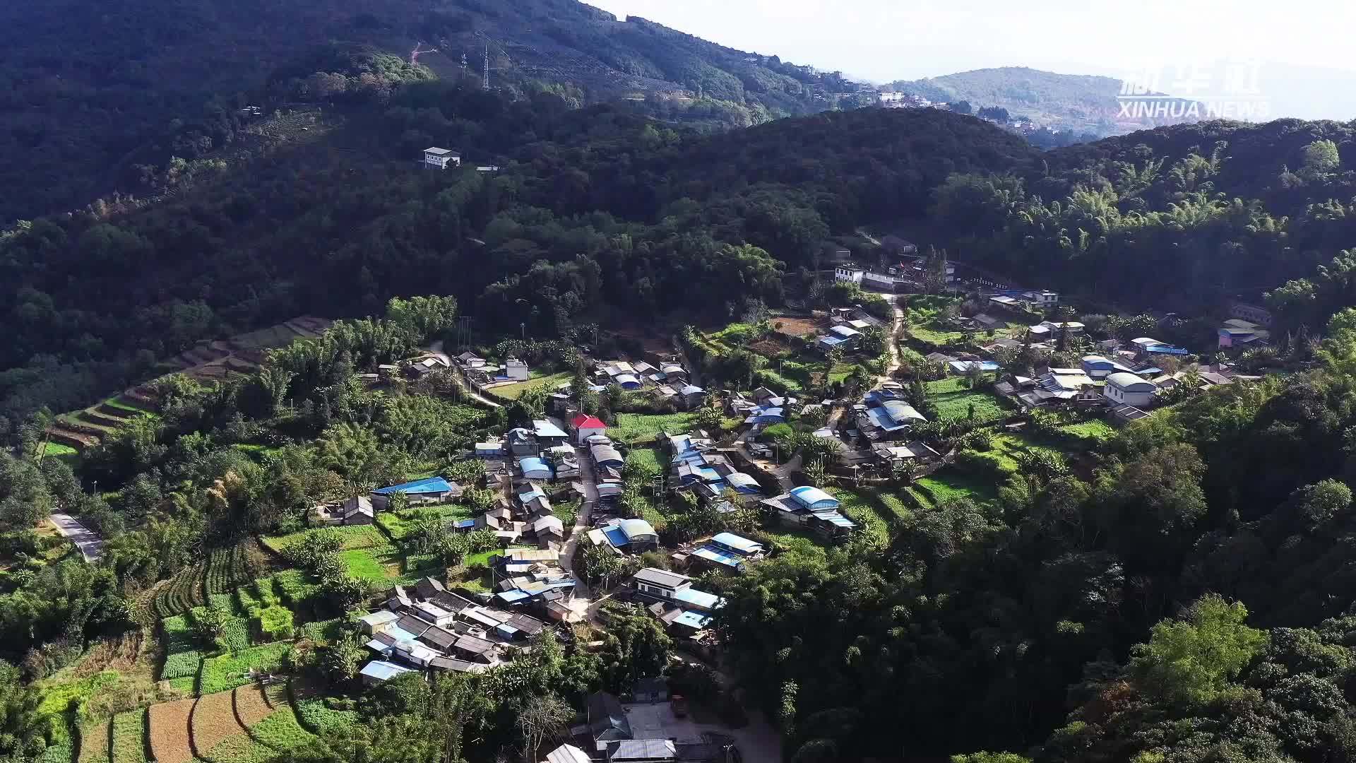 云南澜沧：黄菜扣肉 大寒飘香