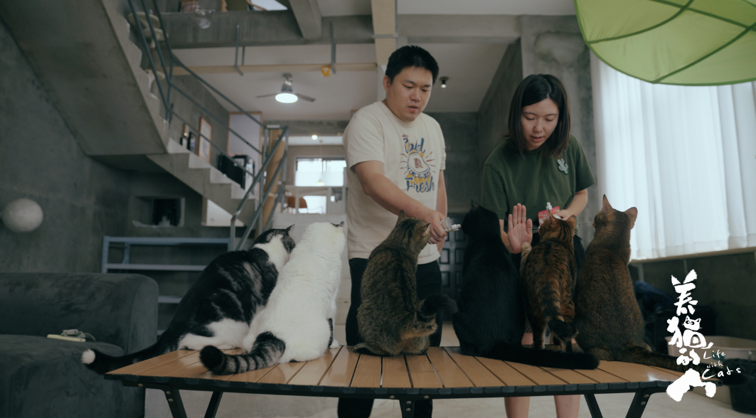 喜乐爸妈和猫咪互动