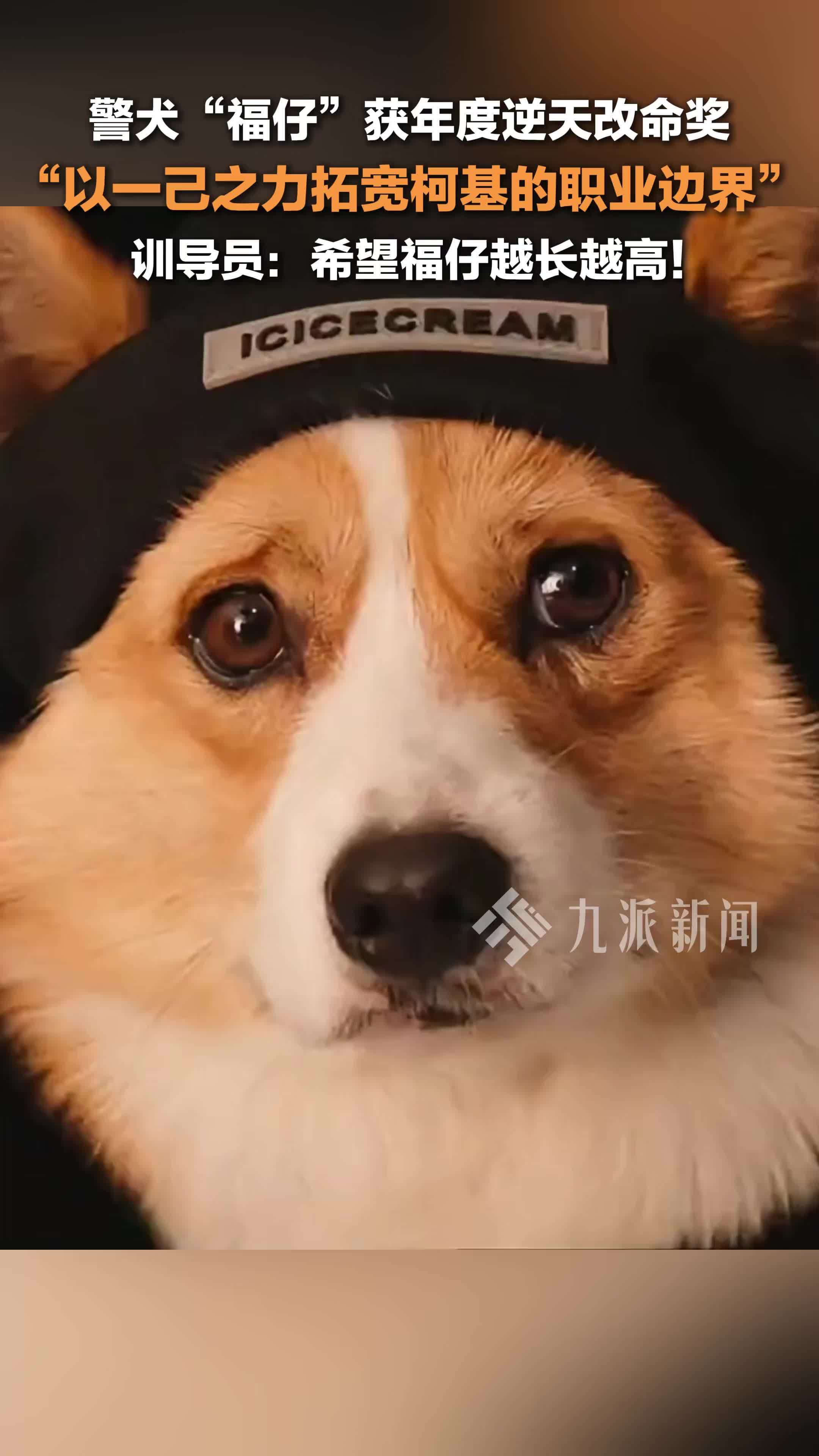 柯基警犬福仔获年度逆天改命奖：战胜基因局限，以一己之力拓宽柯基的职业边界