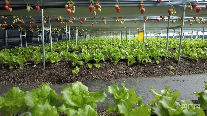 草莓下方种植了生菜（央广网记者 刘雨晴 摄）