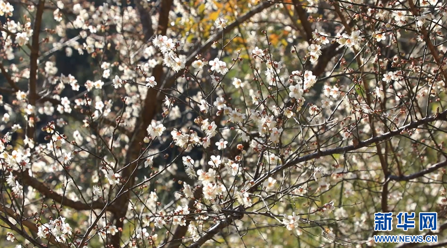 微風(fēng)拂過，輕輕搖曳的梅花帶來陣陣幽香。新華網(wǎng)發(fā) 嚴杰 攝