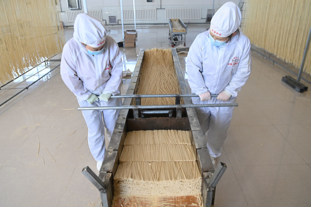 1月16日,在位于古浪县泗水镇的一家企业手工挂面生产车间,工人切割晾干的古浪手工挂面。新华社记者 范培珅 摄