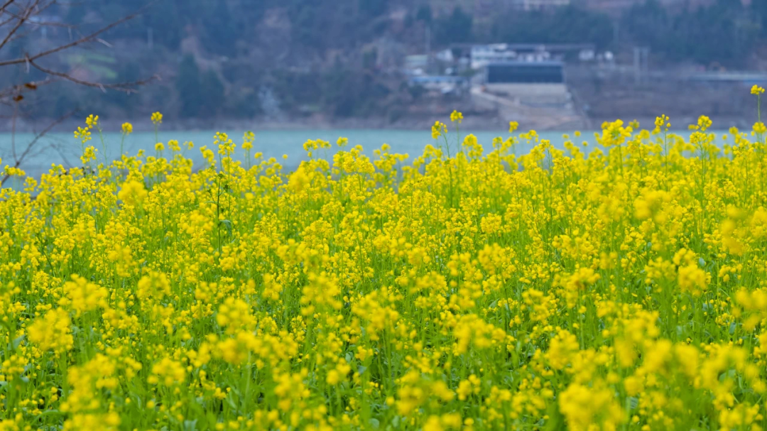 陇上江南油菜花海藏不住了 你被哪些画面惊艳了