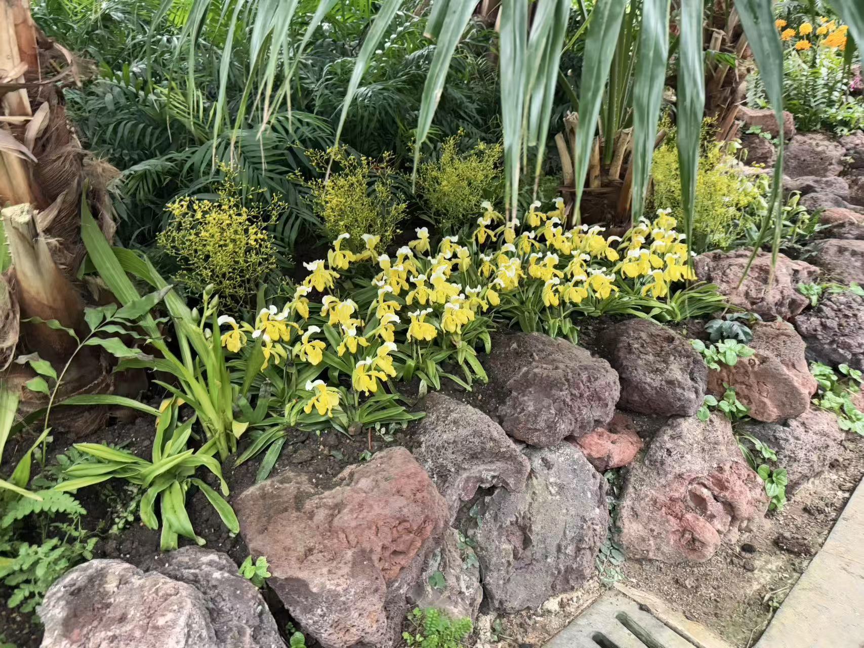 3000余株兰花共绘新春画卷！“雅韵中山”第五届南京中山植物园兰花展启幕