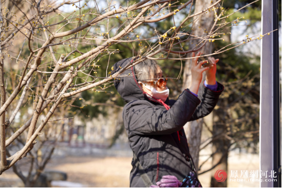 市民赏梅场景