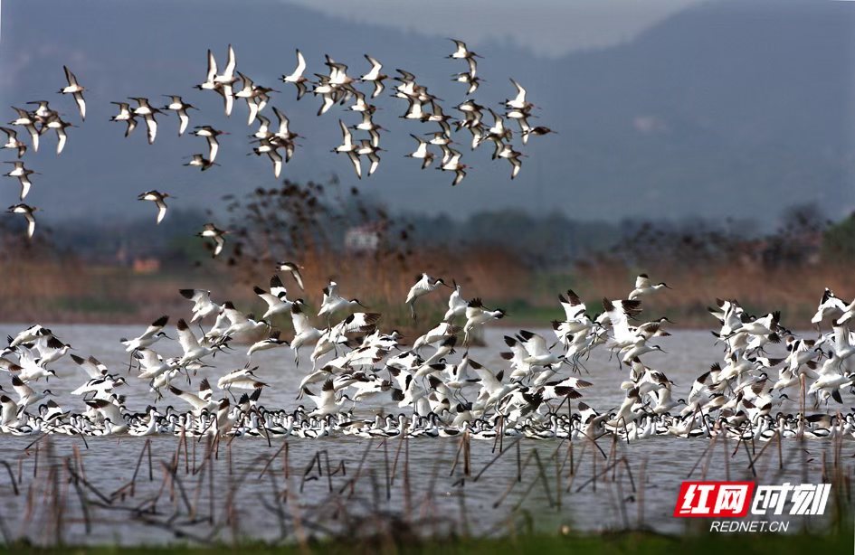 洞庭湖上候鸟起飞。