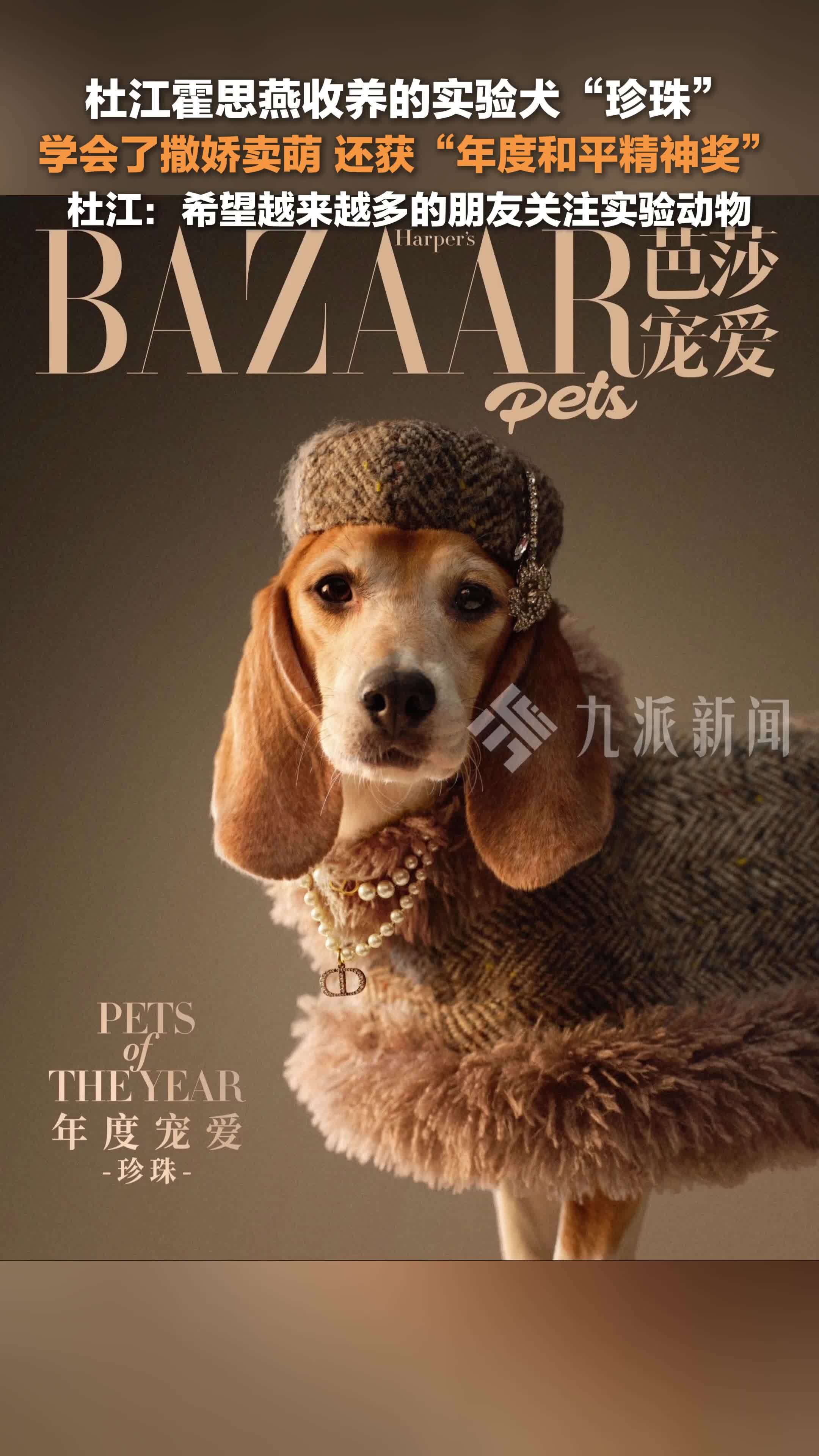 杜江霍思燕收养的实验犬珍珠获奖，杜江：希望越来越多的朋友关注实验动物