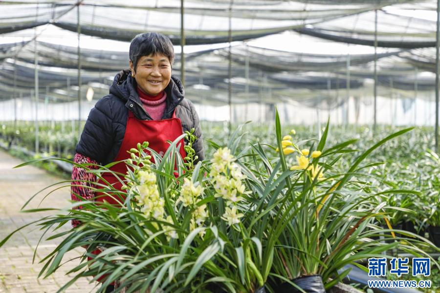 花農正在將盛開的花兒打包裝車。新華網發 李國強 攝