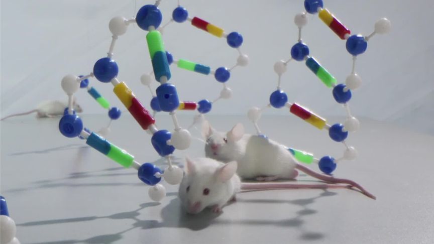 破解人类长寿基因密码，做到这4点能激活长寿基因？｜凤凰大健康