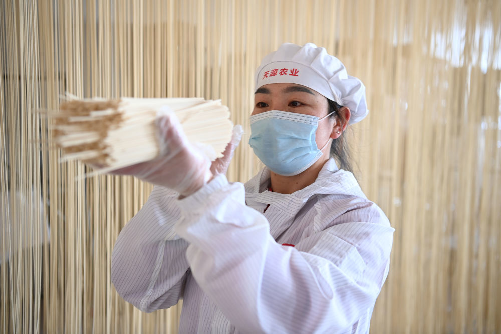 1月16日,在位于古浪县泗水镇的一家企业手工挂面生产车间,工人精选切割好的古浪手工挂面。新华社记者 范培珅 摄
